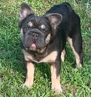 Trained Neutered Calm Jack-Fluffy Blue Tan , a male French Bulldog for sale in Statesville, NC – 1 of 1