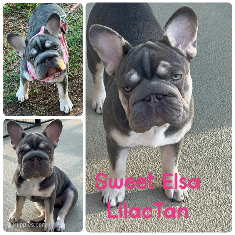 Trained AKC best loving home Elsa Lilac Tan 6 panel health clear – French Bulldog puppy for sale in Statesville, NC