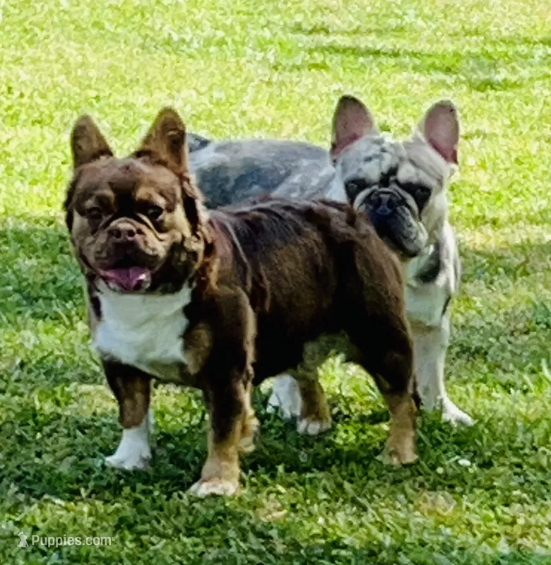 AKC-Quality Rojo Lady Fluffy X Lilac Merle DNA Health Clear – French Bulldog puppy for sale in Statesville, NC