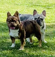AKC-Quality Rojo Lady Fluffy X Lilac Merle DNA Health Clear, a  French Bulldog for sale in Statesville, NC – 1 of 4