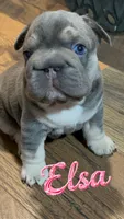 Elsa Lilac and Tan Intensity. DNA 6 panel health clear. , a male French Bulldog for sale in Statesville, NC – 7 of 8