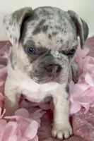AKC-Bella Lilac Merle DNA health clear, a female French Bulldog for sale in Statesville, NC – 6 of 7