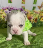 🔥 AKC-rare Lilac Tan Merle Husky Panda Pied DNA health clear, a male French Bulldog for sale in Statesville, NC – 4 of 5
