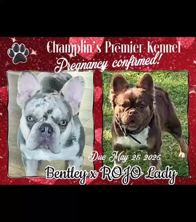 Rojo Lady Fluffy X Lilac Merle , a  French Bulldog for sale in Statesville, NC – 2 of 2
