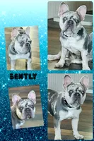 AKC-Quality Lilac Merle DNA health clear, a male French Bulldog for sale in Statesville, NC – 2 of 3