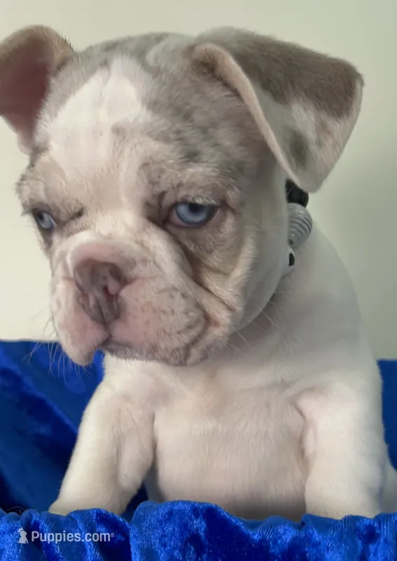 💙AKC- Blue eyes Lilac Masked Tan Merle Pied. DNA 6 panel health clear. – French Bulldog puppy for sale in Statesville, NC