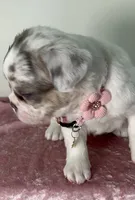 💝 Fluffy Lilac Merle Tan Point. DNA panel health clear, a female French Bulldog for sale in Statesville, NC – 1 of 7