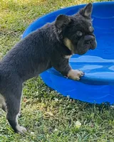 💙Calm Sweet Neutered Trained AKC Fluffy Blue Tan DNA Health clear, a male French Bulldog for sale in Statesville, NC – 4 of 7