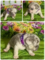 Tiny Bella-Lilac Merle Tan Point DNA panel health clear, a female French Bulldog for sale in Statesville, NC – 5 of 5