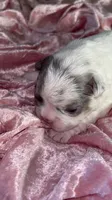 💖 AKC Fluffy Lilac Merle Husky DNA health clear, a female French Bulldog for sale in Statesville, NC – 6 of 6