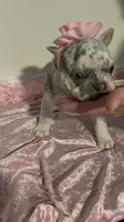 AKC Lilac Merle Tan Point. DNA panel health clear. , a female French Bulldog for sale in Statesville, NC – 4 of 6