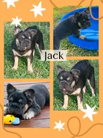 Jack Blue/Tan Fluffy Trained , a male French Bulldog for sale in Statesville, NC – 2 of 3