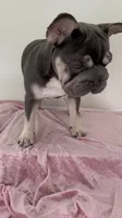 Quality-AKC- Elsa Lilac and Tan Intensity. DNA 6 panel health clear. , a female French Bulldog for sale in Statesville, NC – 5 of 8