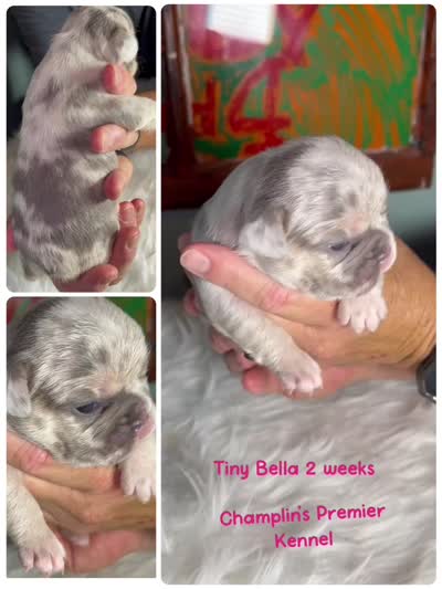Quality AKC Tiny Lilac Merle Carrier: Rojo, Fluffy DNA health clear, a female French Bulldog for sale in Statesville, NC – 4 of 8