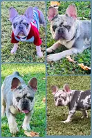 Lilac Merle Tan Points DNA Health cleared, a male French Bulldog for sale in Statesville, NC – 3 of 3