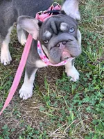 Elsa Lilac and Tan Intensity. DNA 6 panel health clear. , a male French Bulldog for sale in Statesville, NC – 5 of 8