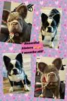 AKC Fluffy Blue Trindle Husky Co+. DNA 6 panel clear, a female French Bulldog for sale in Statesville, NC – 3 of 7