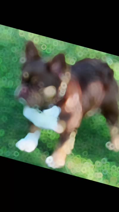 AKC-Quality Rojo Lady Fluffy X Lilac Merle DNA Health Clear, a  French Bulldog for sale in Statesville, NC – 4 of 4