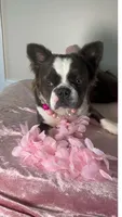  AKC fluffy Blue Husky Panda 6 panel clear , a female French Bulldog for sale in Statesville, NC – 3 of 4