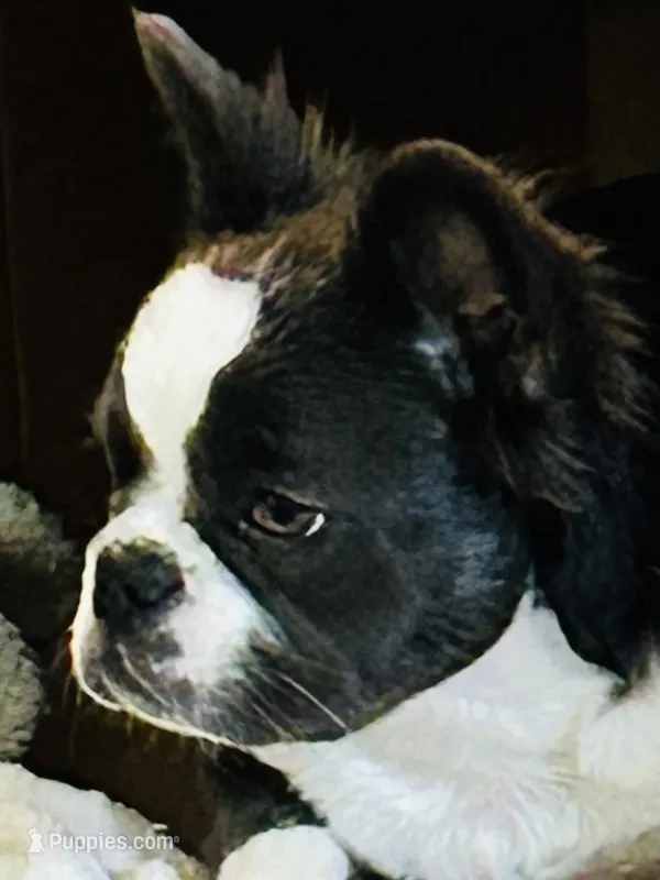 AKC Fluffy Black Trindle Husky Rope Co+. DNA 6 panel clear – French Bulldog puppy for sale in Statesville, NC
