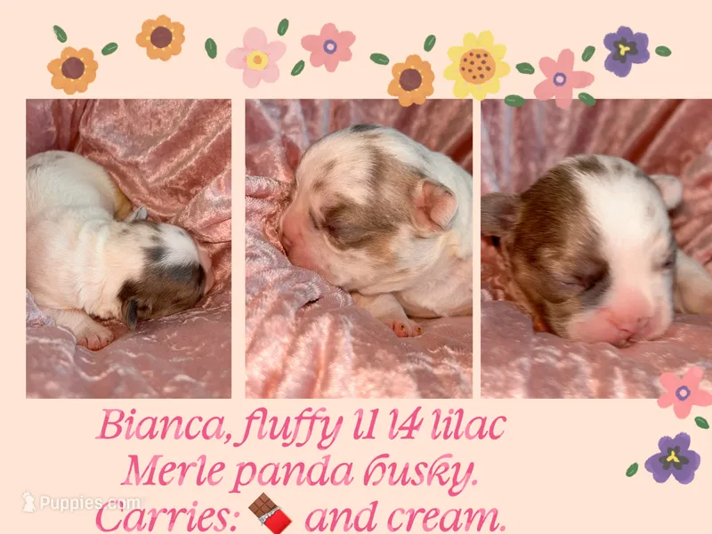 💖 AKC Fluffy Lilac Merle Husky DNA health clear – French Bulldog puppy for sale in Statesville, NC