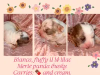 💖 AKC Fluffy Lilac Merle Husky DNA health clear, a female French Bulldog for sale in Statesville, NC – 1 of 6