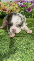 Bianca Fluffy Lilac Merle Panda Husky DNA panel health clear, a female French Bulldog for sale in Statesville, NC – 2 of 3