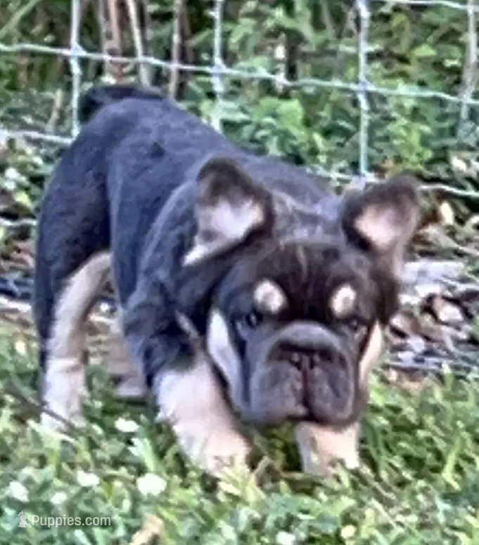Quality AKC Fluffy Blue & Tan DNA panel health clear  – French Bulldog puppy for sale in Statesville, NC