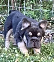 Quality AKC Fluffy Blue & Tan DNA panel health clear , a male French Bulldog for sale in Statesville, NC – 5 of 8