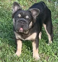 ❤️‍🔥 AKC- Jack🐾 Fluffy Blue & Tan | Big Rope DNA panel health clear., a male French Bulldog for sale in Statesville, NC – 1 of 9
