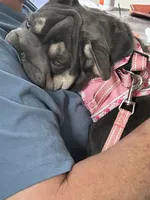 Elsa Lilac Tan 6 panel health clear, a female French Bulldog for sale in Statesville, NC – 4 of 4