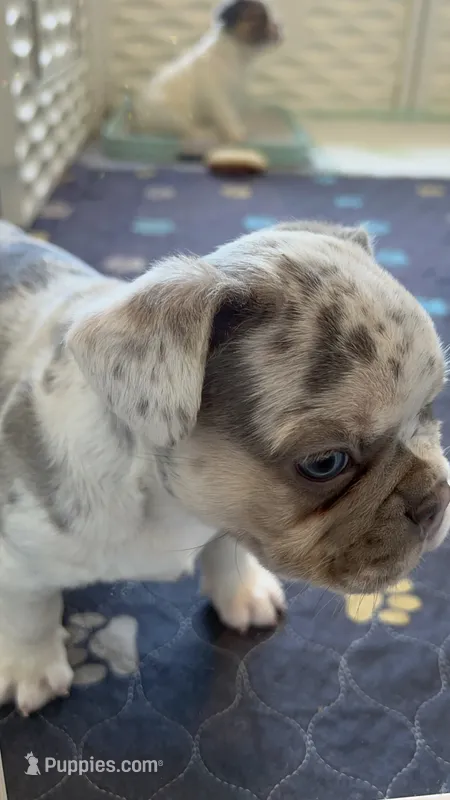 Sale! 💖 Lilac Merle Tan. DNA panel health clear. Carries; Fluffy, 🍫 – French Bulldog puppy for sale in Statesville, NC