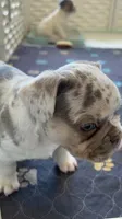 Sale! 💖 Lilac Merle Tan. DNA panel health clear. Carries; Fluffy, 🍫, a female French Bulldog for sale in Statesville, NC – 1 of 4