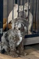 AKC-Tuxedo Blue Merle Rojo Curl C1C2 , a male Poodle - Miniature  for sale in Statesville, NC – 2 of 8