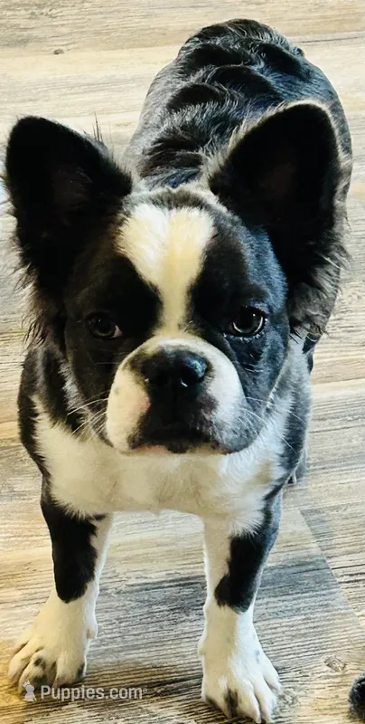 Blue Trindle Fluffy Husky Rope Co+ testable 6 panel health clear – French Bulldog puppy for sale in Statesville, NC