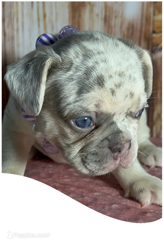 Tiny Bella Lilac Merle DNA health clear – French Bulldog puppy for sale in Statesville, NC