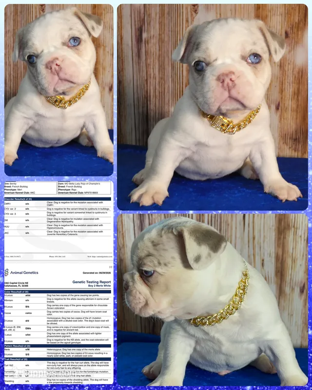 Blaze Lilac Merle DNA health clear – French Bulldog puppy for sale in Statesville, NC