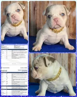 Blaze Lilac Merle DNA health clear, a male French Bulldog for sale in Statesville, NC – 1 of 6