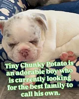 Blaze Lilac Merle DNA health clear, a male French Bulldog for sale in Statesville, NC – 2 of 6