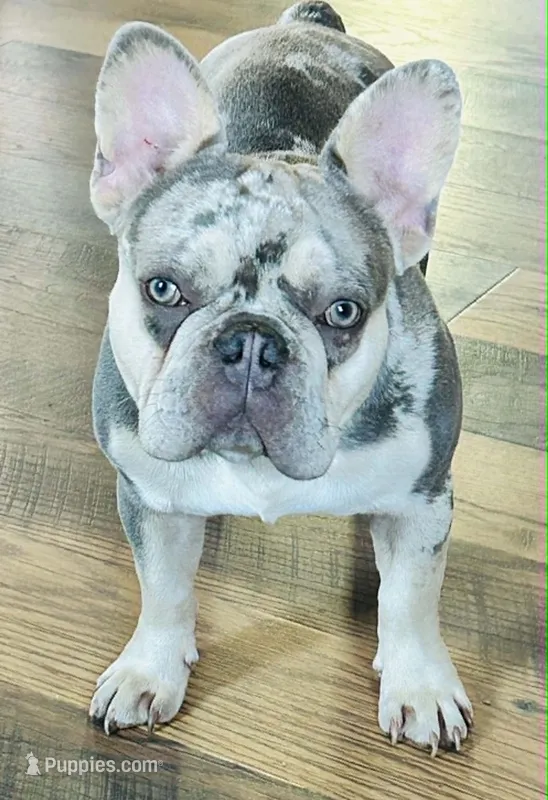 AKC Stunning Lilac Merle DNA health clear Fluffy Carrier – French Bulldog puppy for sale in Statesville, NC