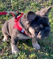 AKC Fluffy Blue Tan DNA health clear, a male French Bulldog for sale in Statesville, NC – 2 of 6