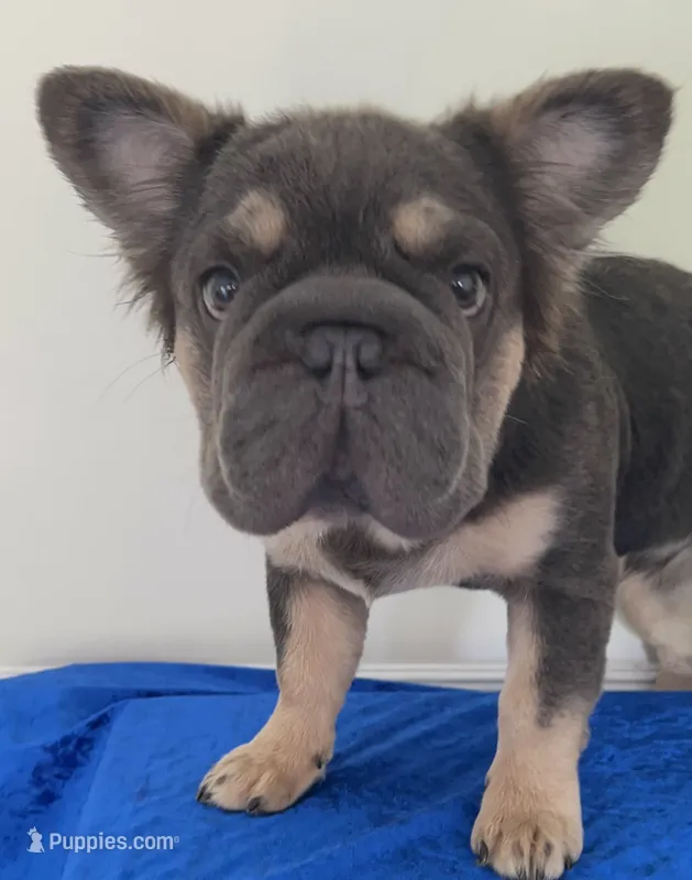 Quality! AKC Fluffy Blue & Tan DNA panel health clear  – French Bulldog puppy for sale in Statesville, NC