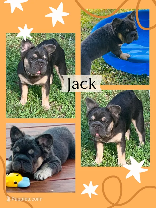 💎 Neutered! Jack Fluffy Blue/Tan DNA health tested  – French Bulldog puppy for sale in Statesville, NC