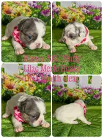 Bianca Fluffy Lilac Merle Panda Husky DNA panel health clear, a female French Bulldog for sale in Statesville, NC – 3 of 3