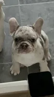  Pending AKC 💖-Bella Lilac Merle DNA health clear, a female French Bulldog for sale in Statesville, NC – 2 of 4