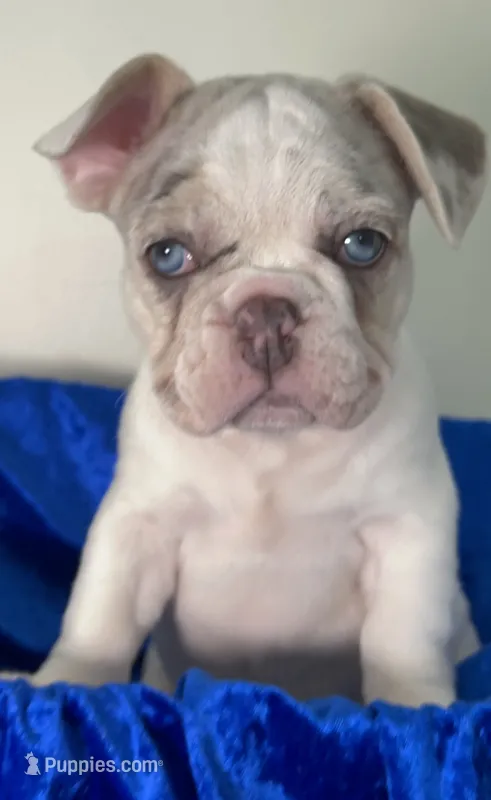 AKC-Blue eyes Lilac Masked Tan Merle Pied. DNA 6 panel health clear. – French Bulldog puppy for sale in Statesville, NC