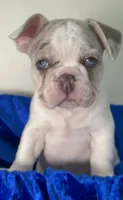 AKC-Blue eyes Lilac Masked Tan Merle Pied. DNA 6 panel health clear., a male French Bulldog for sale in Statesville, NC – 1 of 10