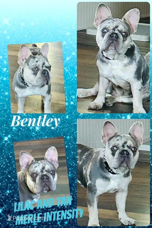❤️‍🔥 Lilac Merle tan points. DNA tested , a male French Bulldog for sale in Statesville, NC – Photo 1 of 4
