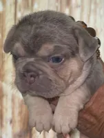 Tiny Structure AKC lilac tan 6 panel clear, a female French Bulldog for sale in Statesville, NC – 2 of 5