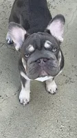 Reduced! Trained-Loving Pet home for this special girl, a female French Bulldog for sale in Statesville, NC – 3 of 4